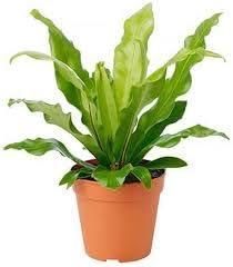 Birds Nest Fern Plant