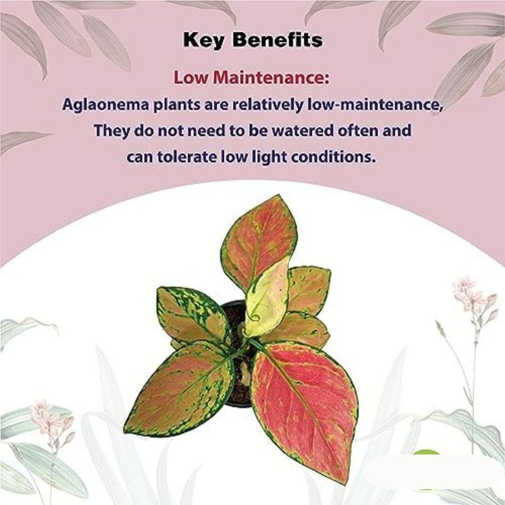 Aglaonema Pink Valentine Plant