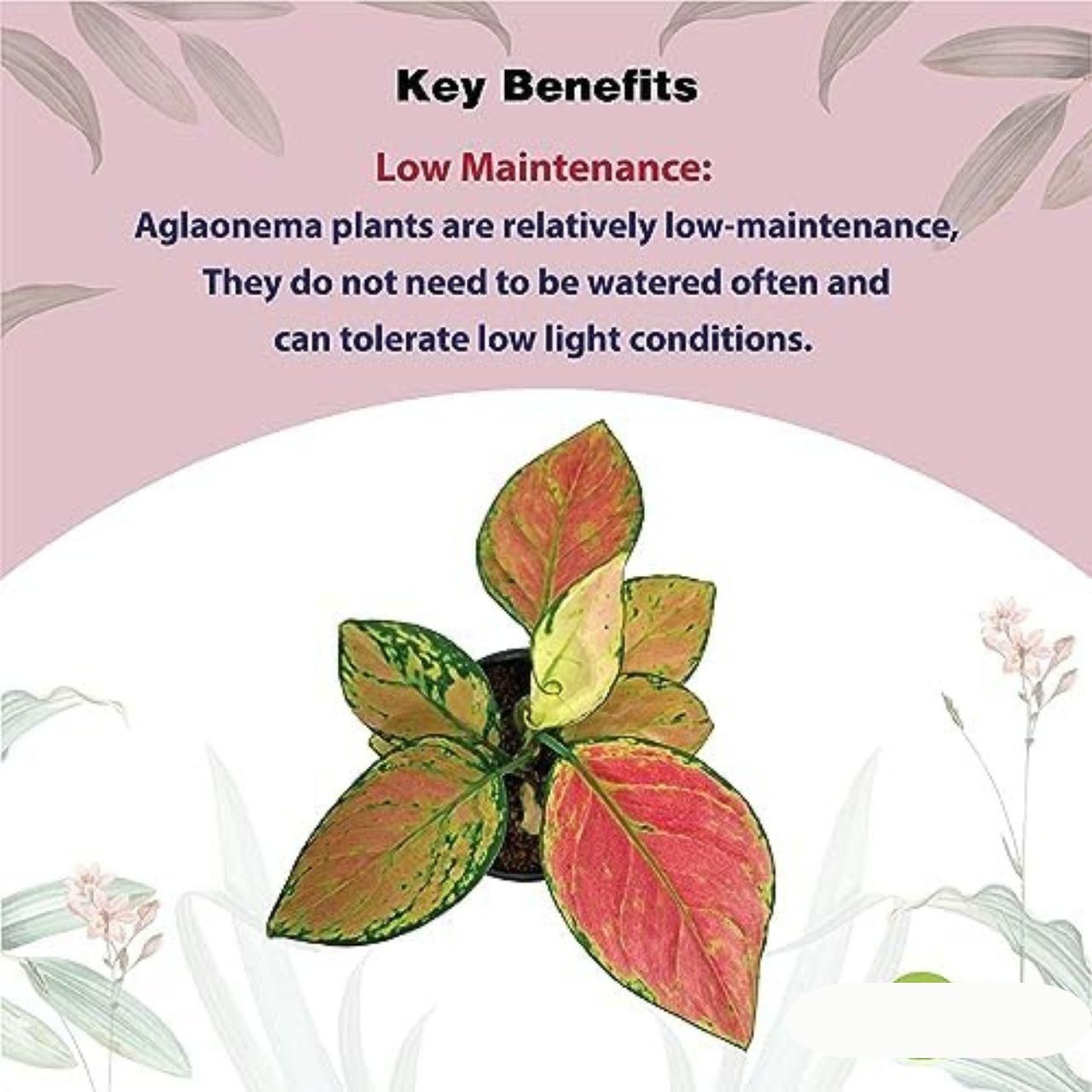 Aglaonema Pink Valentine Plant