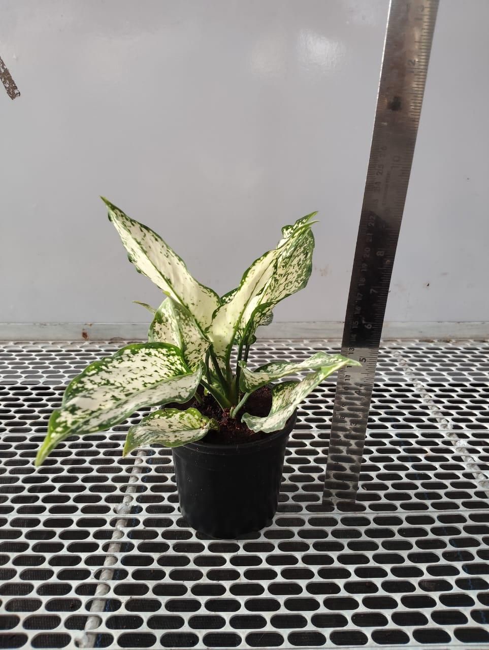 Aglaonema Snow White Plant