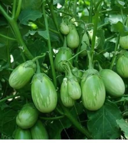 Thai Eggplant Seed (Pack of 50) with Plant Growth Serum