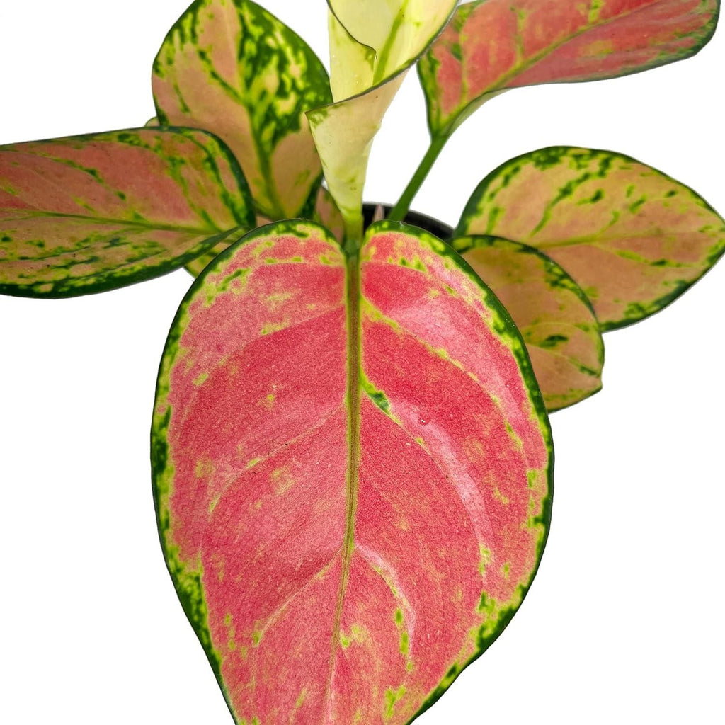 Aglaonema Pink Valentine Plant