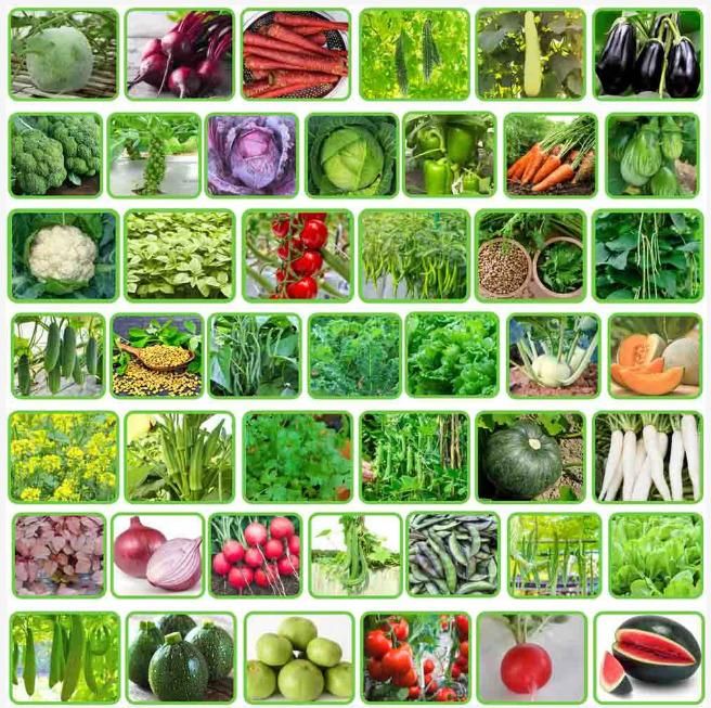 45 Varieties of Fruit and Vegetable Seeds